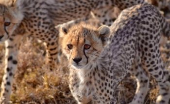 Kidogo Travel Design Africa