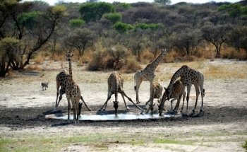 Pinto Africa - Afrika Reisen