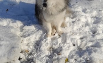 Marti Reisen - Reumannpl.