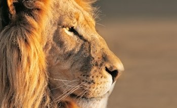 Kneissl Touristik GesmbH