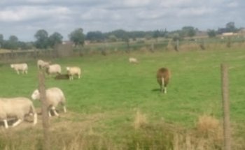 Joost Autobedrijf nv