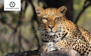 Africa Wildlife Safaris