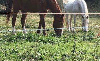 Selma Agencia De Viajes S L