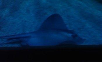 Nico Neele Health Management