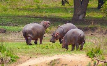 ShapShap Adventure Travel Group