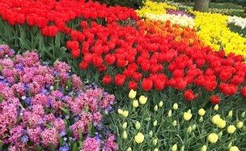 Best of Holland Tours