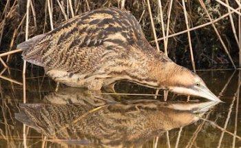 Goldcrest Nature Tours