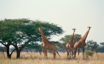 TUI at Home Wilma Verbeek