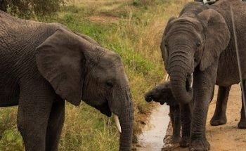 Tanzania Safari Tour