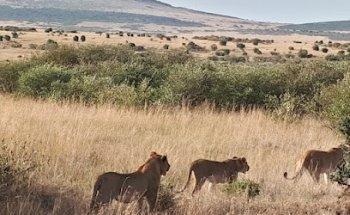 TUI at Home Brigitte van der Horst
