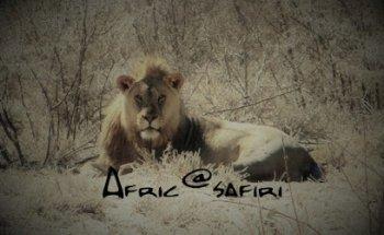 AfricaSafiri