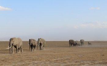 Africa Safari Trips | Afrika Safari