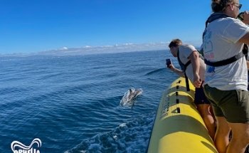 Dolphins & Benagil Portitours