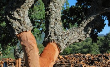 Portugal Farm Experiences & Tours