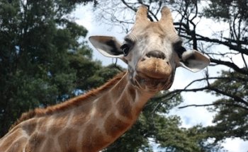 South Africa Stay GmbH