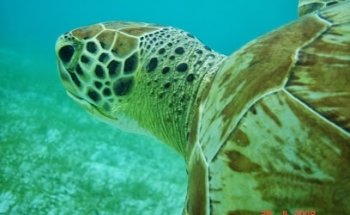 König Reisen AG (und ägäis yachting)