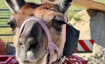 Lama-Trekking-Schwarzenburg