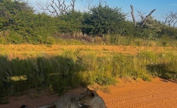 Maia Wildlife Safari Experiences