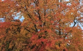 Travel and Tourism Agency (tour operators)