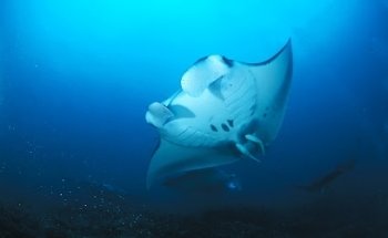 Abyss scuba divers SA