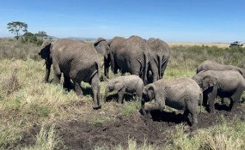 Twende Tanzania Safari GmbH