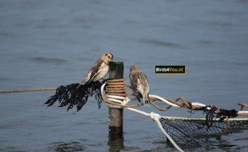 Birds4you.nl dé vogelexcursie specialist / For a guided birding tour in the Netherlands.