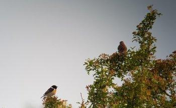 limosahollandbirding