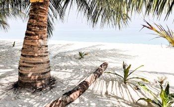 Dutchie Travels The World