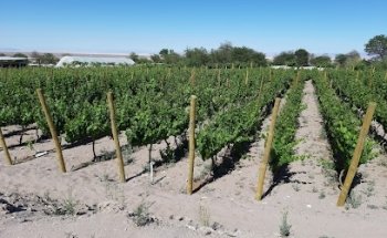 El Toconar Ruta Wine Ayllu