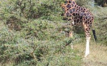 Viajes Hakuna Matata