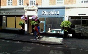 Bluebird Travel