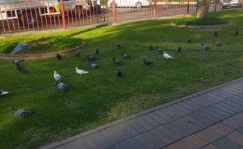 FANCY TRAVELS LLC MUTEENA DEIRA