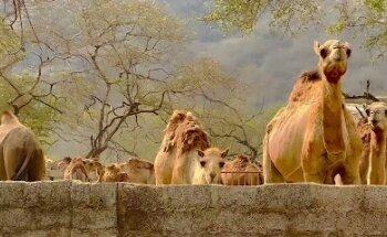 AlCabana Travels DSO Office