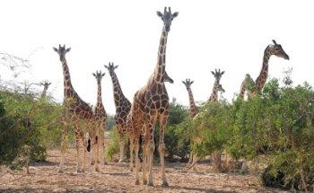 Bin Moosa Travel LLC