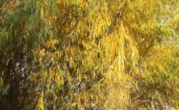 Liberty Travel & Tourism Bureau