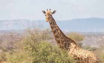 Viajes Callejeando por el Mundo