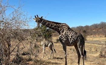 Kitawa Viajes y Safaris