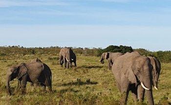 Tribe Family Adventures