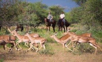 In The Saddle | Holidays on Horseback