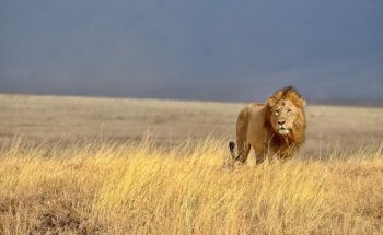 Peregrine Travel Centre Adelaide
