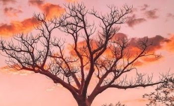 The Kimberley Collection