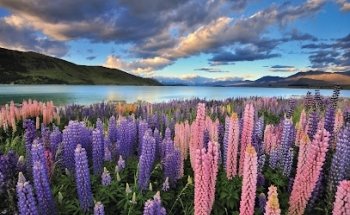 Kings Tours & Travel