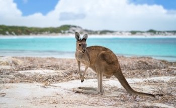 굿데이 투어스 Good Day Tours