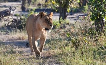 African Family Safaris