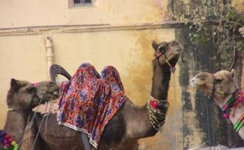 Personal Guide Service India