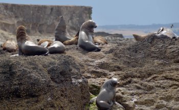 Phillip Island Tours Australia