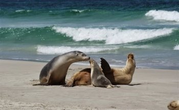 Kangaroo Island Wilderness Tours
