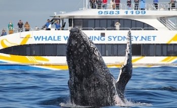 Whale Watching Sydney