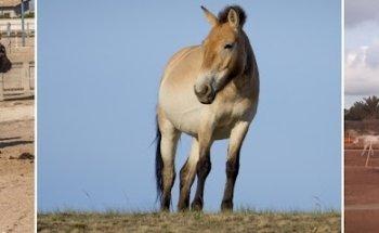 Animal Experience International