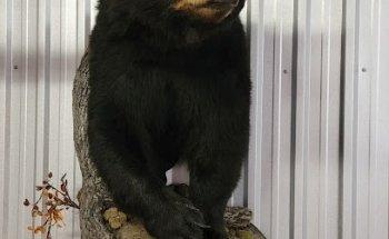 Artistry In Motion Taxidermy- Canada's Largest Taxidermy Studio